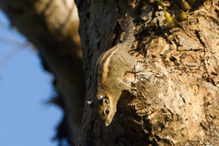 Tamiops mcclellandii