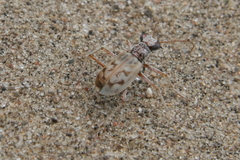 Ellipsoptera lepida