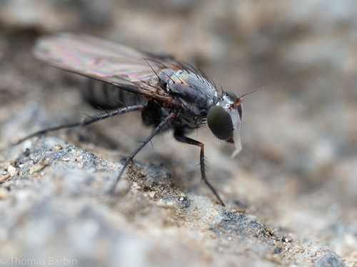 Tachytrechus flabellifer