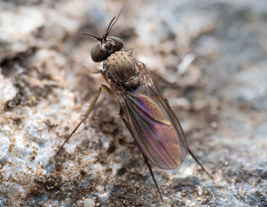 Peloropeodes cornutus