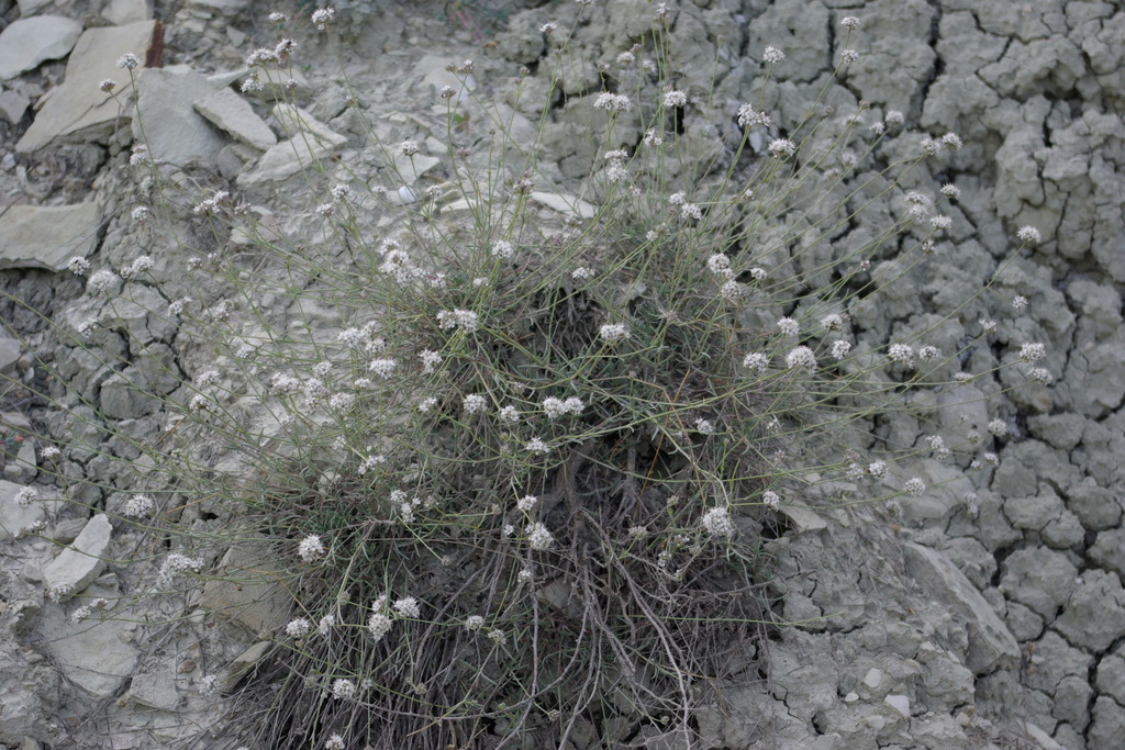 Gypsophila capitata