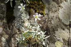 Cerastium dagestanicum