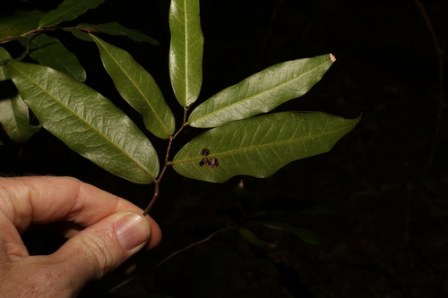 Image of Meiogyne stenopetala by (c) Greg Tasney, some rights reserved (CC BY-SA)