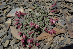 Silene humilis