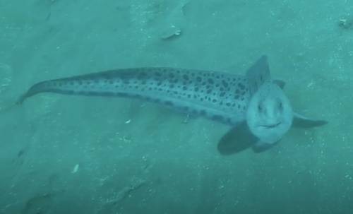 Wolf eel