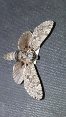 Prionoxystus robiniae