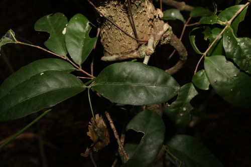 Image of Loeseneriella barbata by (c) Greg Tasney, some rights reserved (CC BY-SA)