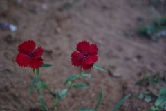 Dianthus vladimirii