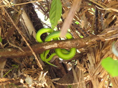 Trimeresurus vogeli