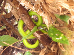 Trimeresurus vogeli