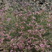 Dianthus orientalis - Photo (c) ramazan_murtazaliev, alguns direitos reservados (CC BY-NC), uploaded by ramazan_murtazaliev
