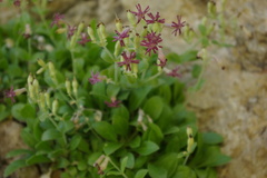 Silene pygmaea