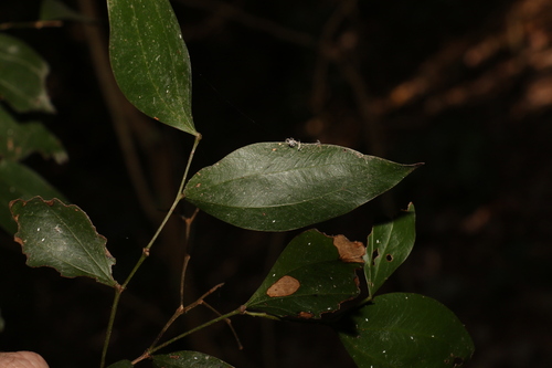 Image of Acacia bakeri by (c) Greg Tasney, some rights reserved (CC BY-SA)
