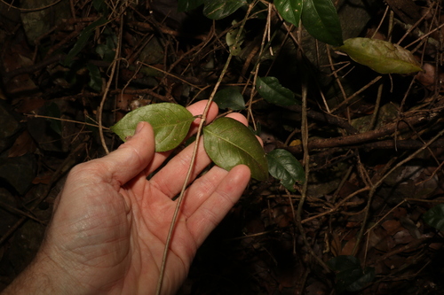 Image of Gynochthodes canthoides by (c) Greg Tasney, some rights reserved (CC BY-SA)
