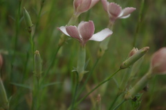 Dianthus schemachensis