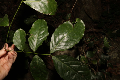 Image of Harpullia pendula by (c) Greg Tasney, some rights reserved (CC BY-SA)
