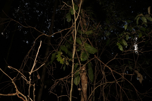 Image of Harpullia pendula by (c) Greg Tasney, some rights reserved (CC BY-SA)