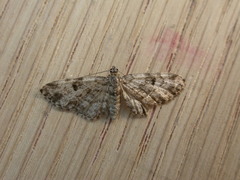 Eupithecia tantillaria