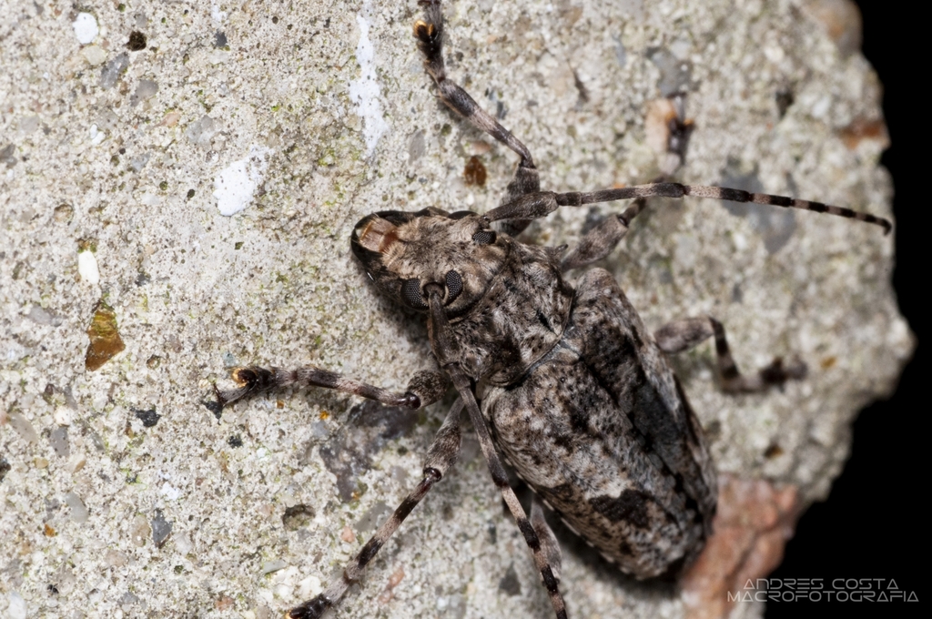 Psapharochrus jaspideus