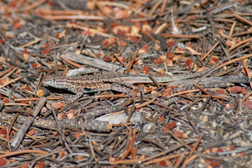 iNaturalist observation photo of Common Side-blotched Lizard