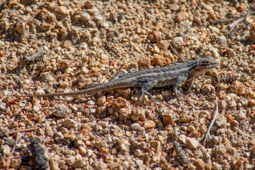 iNaturalist observation photo of Common Sagebrush Lizard
