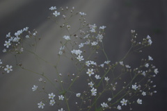 Gypsophila elegans