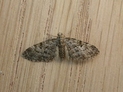 Eupithecia dodoneata