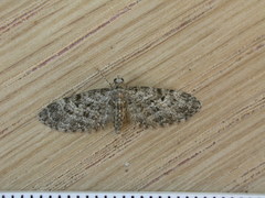 Eupithecia dodoneata