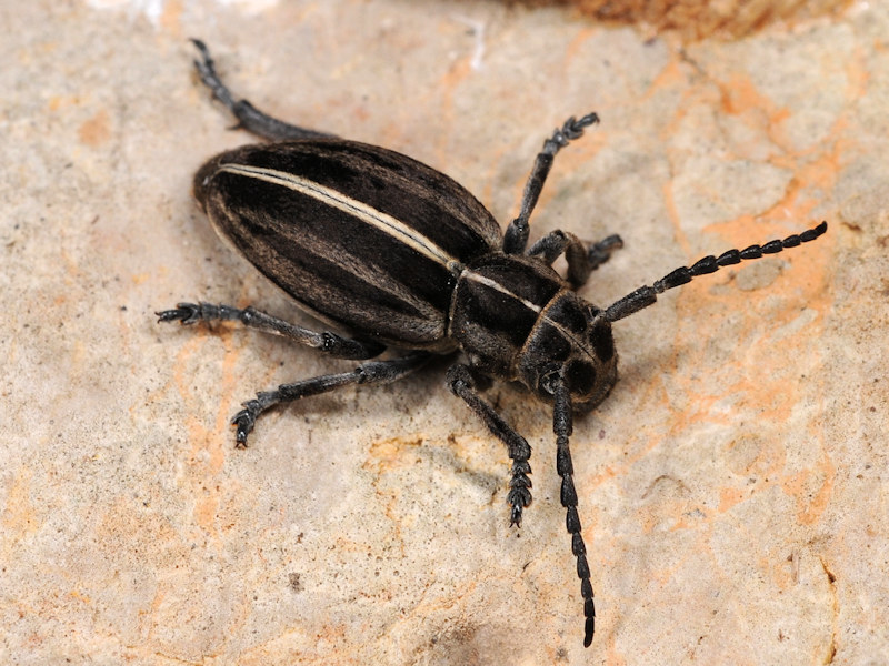 Dorcadionini