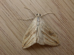 Evergestis forficalis