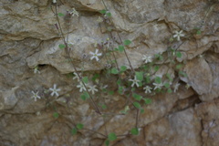 Silene hoefftiana