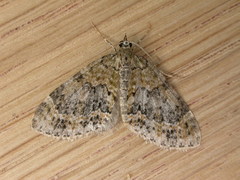 Acasis viretata