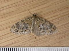 Acasis viretata