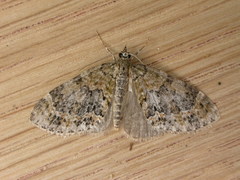 Acasis viretata