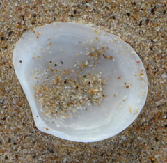 Macomona liliana