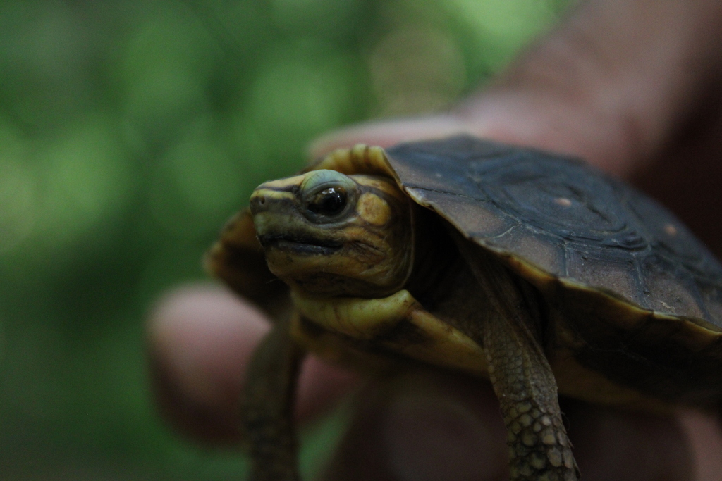 Colima Wood Turtle from Carr. Barra de Navidad - Pto. Vallarta ...