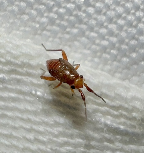 whitemarked fleahopper