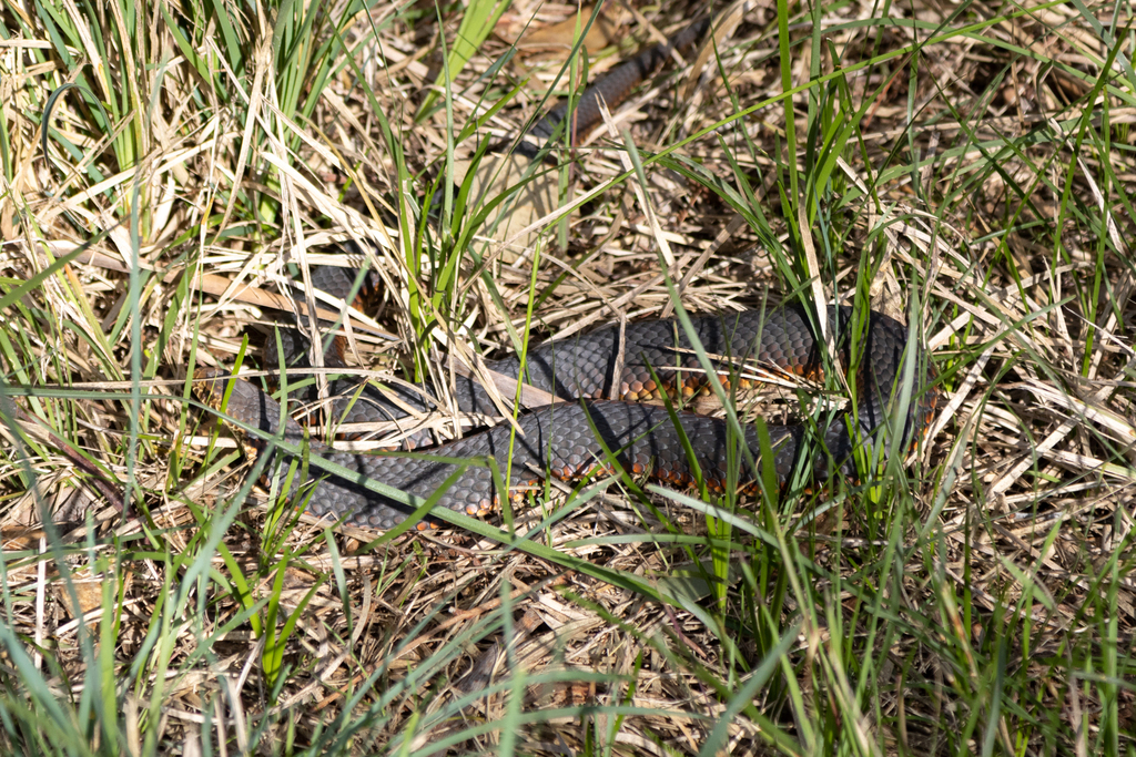 Lowlands Copperhead from Melbourne VIC, Australia on August 27, 2023 at ...