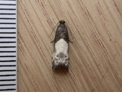 Notocelia cynosbatella