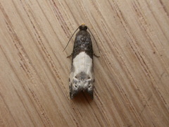 Notocelia cynosbatella