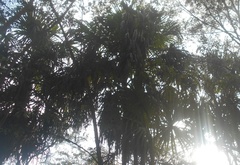 Sabal mauritiiformis