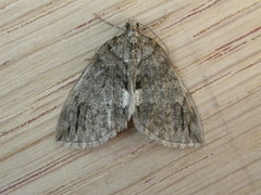 Hydriomena impluviata