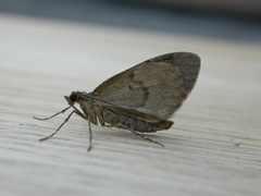 Hydriomena impluviata