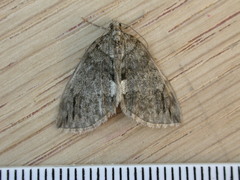 Hydriomena impluviata