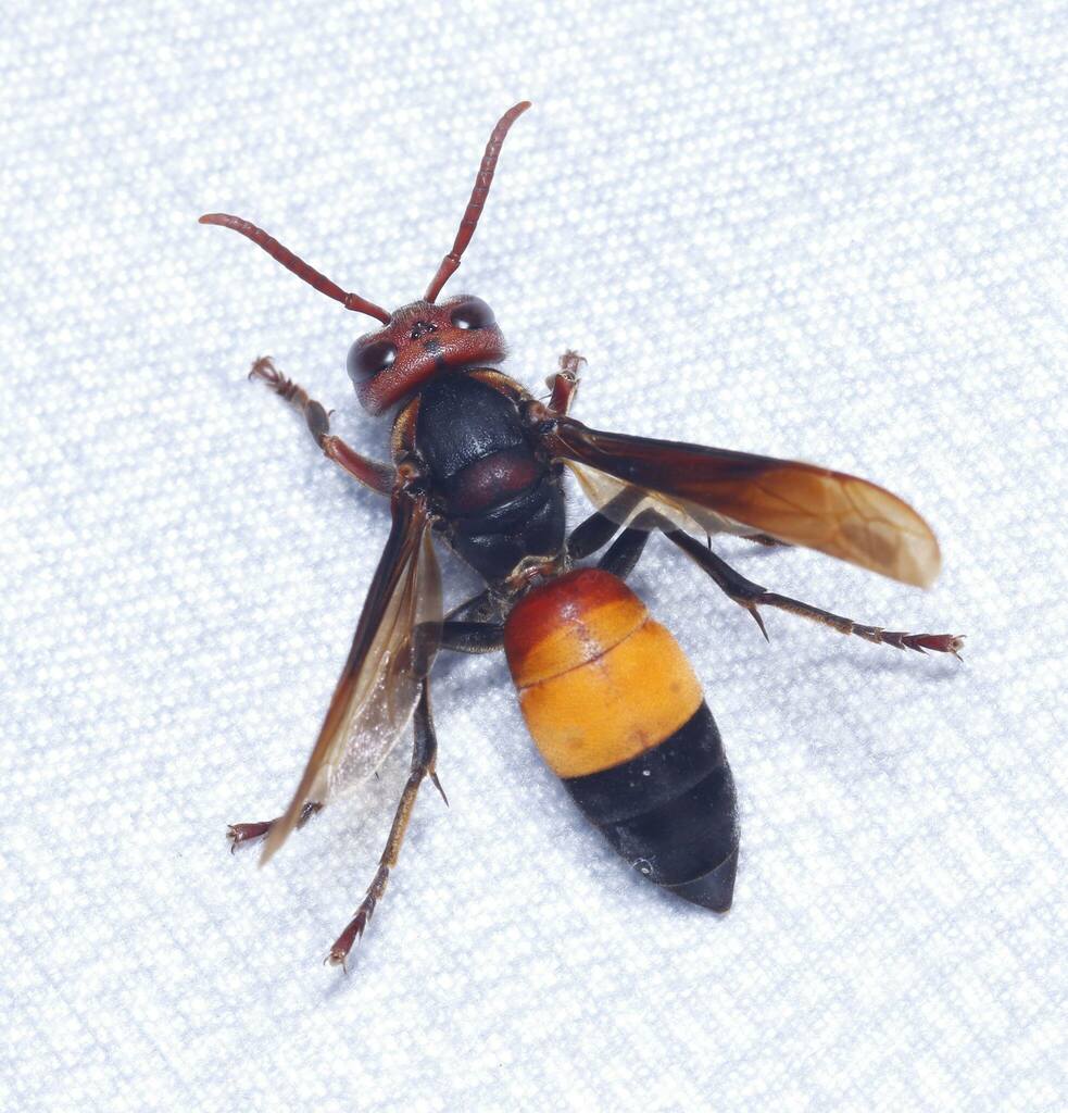 Lesser Banded Hornet