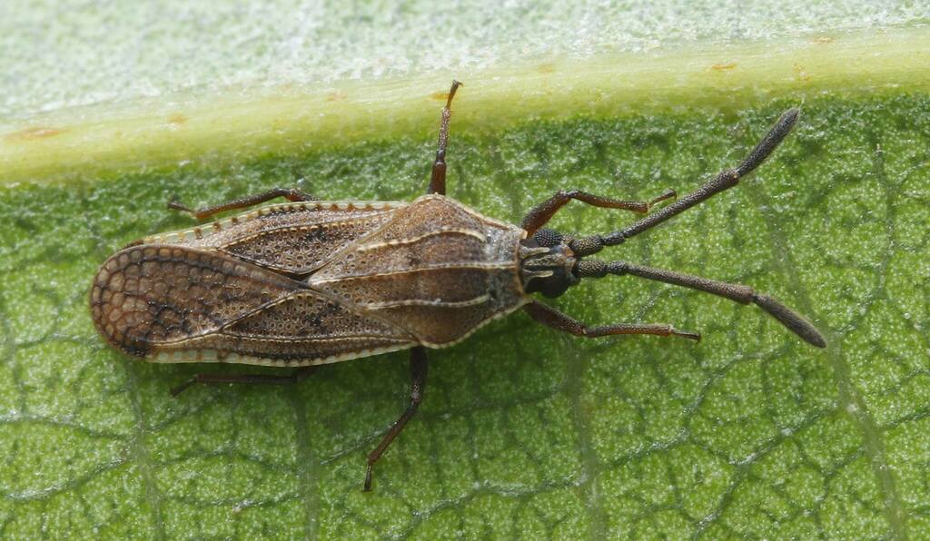 Paracopium sauteri