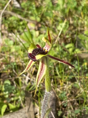 Image of Caladenia conferta by (c) John Van Den Nouwelant, some rights reserved (CC BY)