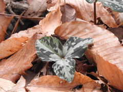 Trillium maculatum