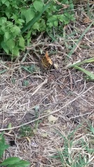 Anthanassa drusilla lelex