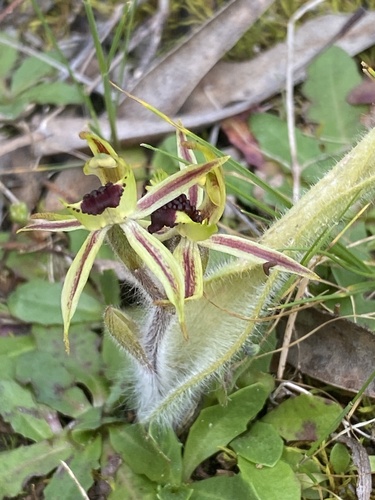 Image of Caladenia conferta by (c) John Van Den Nouwelant, some rights reserved (CC BY)